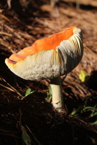 Close-up of mushroom growing on field