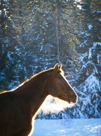 View of a horse on snow