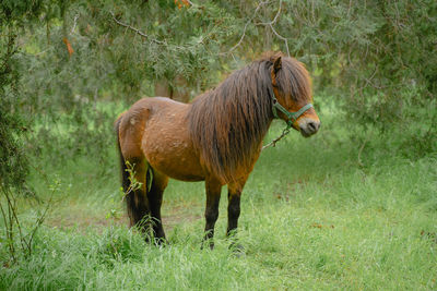 Horse standing on field