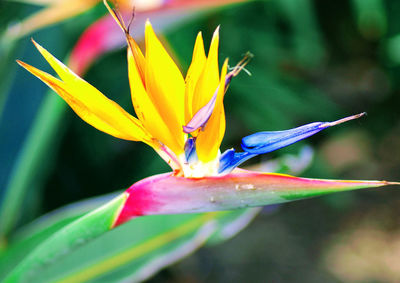 Close-up of yellow flower