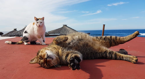 Cat resting in the sea