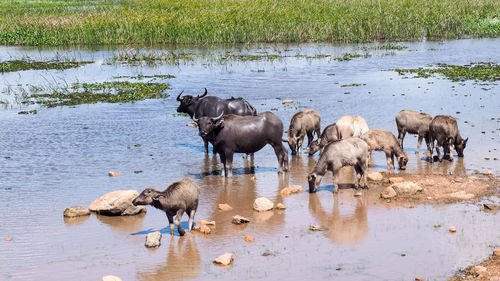 Horses in a lake