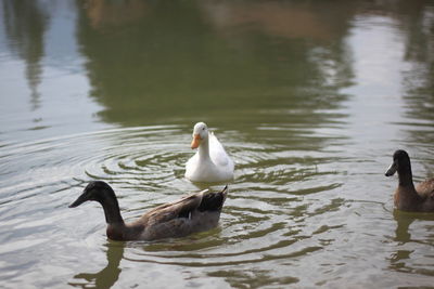 Ducks swimming on lake