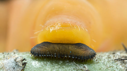 Close-up of a caterpillar feets