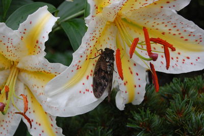 Cicada on white lily