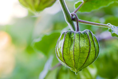 Close-up of fresh green leaf