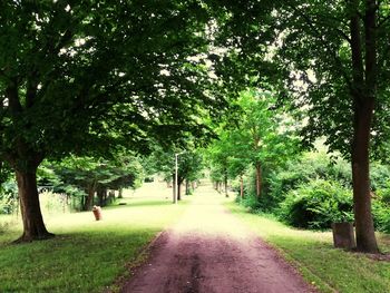 View of road along trees