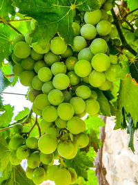 Close-up of grapes growing in vineyard