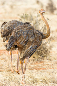 Close-up of ostrich on field