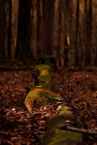 Close-up of mushrooms growing on tree trunk in forest