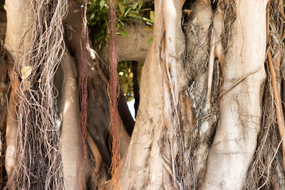 Close-up of palm tree