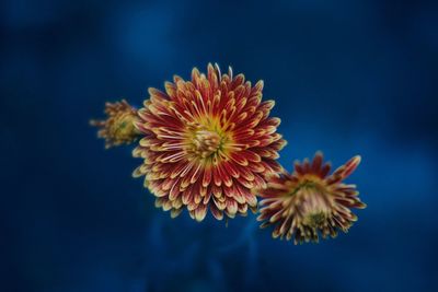 Close-up of orange flower against blue sky