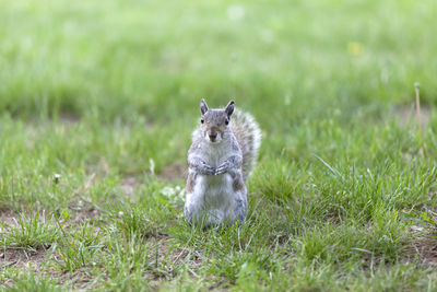 Gray curious squirrel in the park
