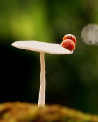 Close-up of fly agaric mushroom