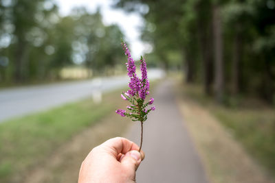 Cropped hand holding purple flowering plant