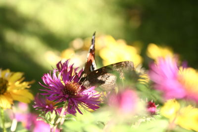 Close-up of butterfly on purple flower