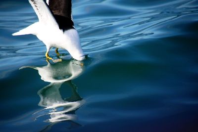 Close-up of swan in lake