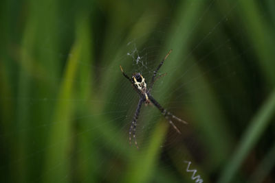 Close-up of spider on web