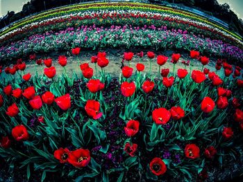 Multi colored plants against sky