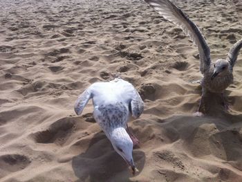 High angle view of bird on sand at beach