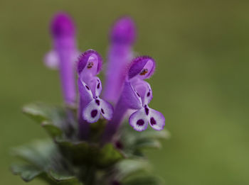 Close-up of purple flowering plant