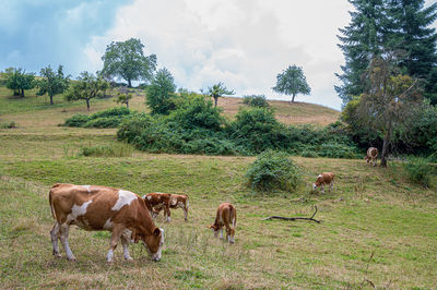 Cows on field against sky