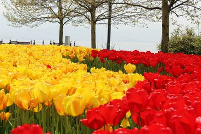 Close-up of tulips blooming in park