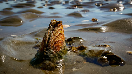 High angle view of turtle in sea