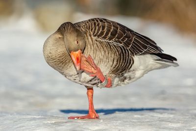 Close-up of a bird