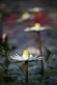 A beautiful lotus water lily flower in nature macro on blurry dark background.