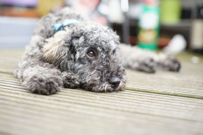 Close-up portrait of a dog resting on floor