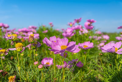 Close-up of pink flowers blooming on field