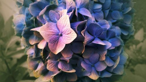 Close-up of purple flowers blooming outdoors