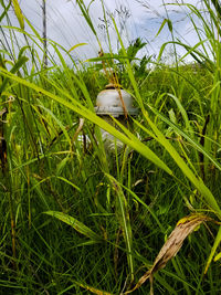 Grass in a field