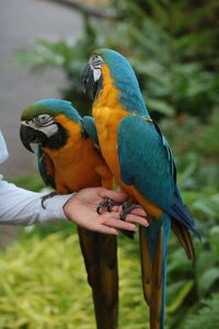 Close-up of a bird perching on hand