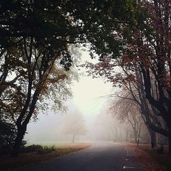 Empty road along trees