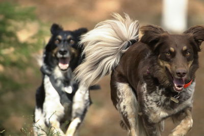 Portrait of two dogs