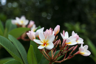 Close-up of frangipani flowers