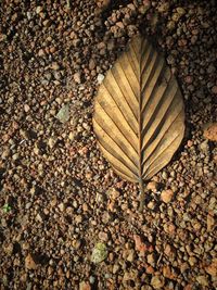 High angle view of autumn leaves on tree