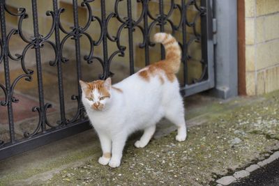 Cat looking up while sitting on metal fence