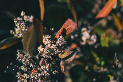 Close-up of flowering plant