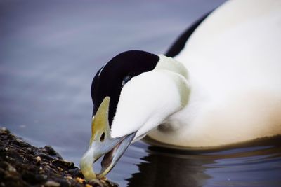 Close-up of bird in lake