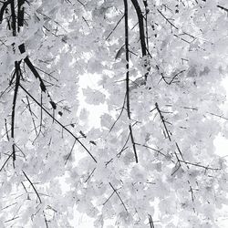 Close-up of water drops on white background