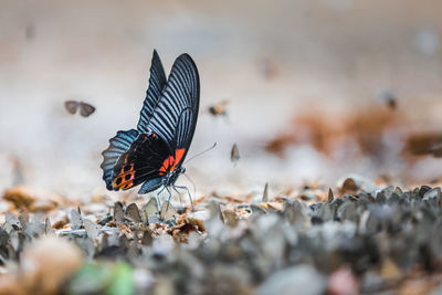 Butterfly on flower