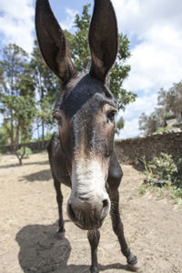 Portrait of horse standing on field against sky