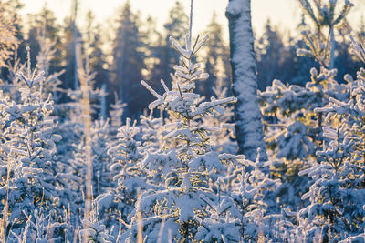 A beautiful early winter landscape of a small forest clearing during the sunrise. 