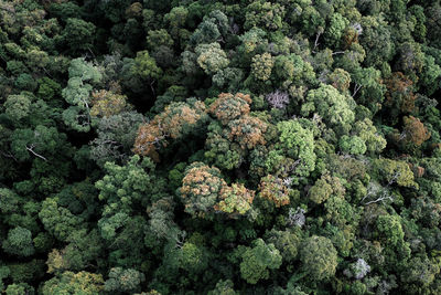 Full frame shot of trees at forest