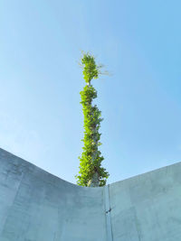 Low angle view of tree against sky
