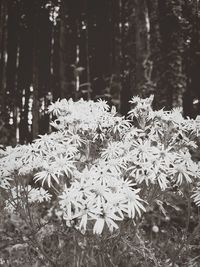 Close-up of white flowering plant in forest