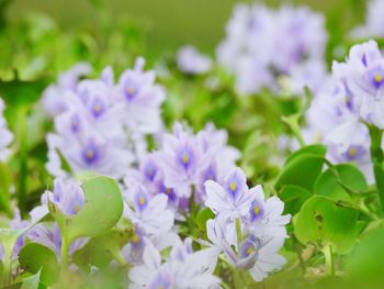 Close-up of purple flowering plants